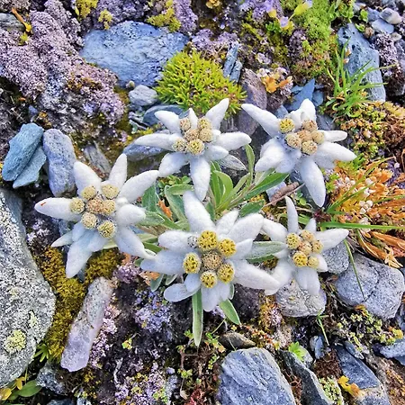 Selbstversorgerhuette N 15 Kleinwalsertal *